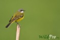 /album/galleria-foto-fotografia-naturalistica/mg-6267-1200px-1200px-jpg/